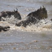  The Serengeti, TZ